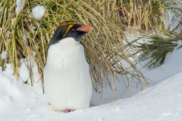 macaroni penguin