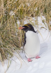 macaroni penguin