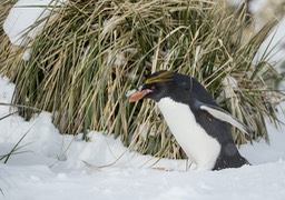 macaroni penguin