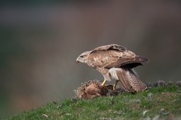 common buzzard