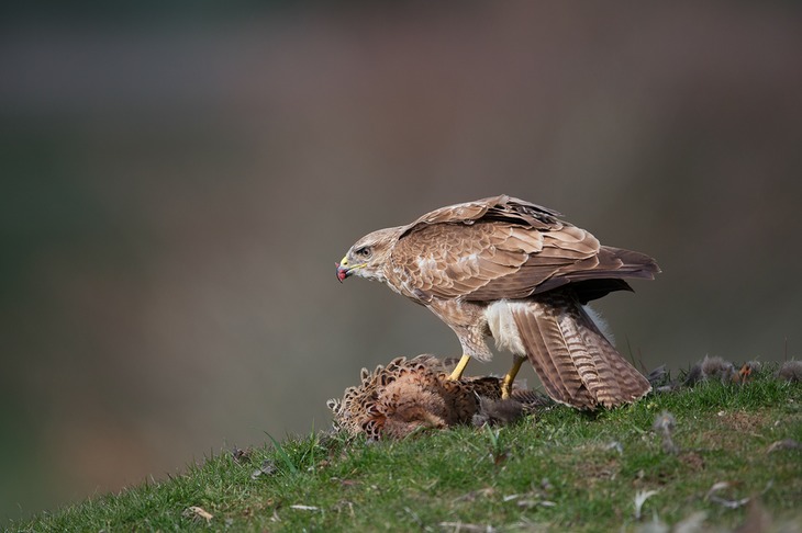 common buzzard