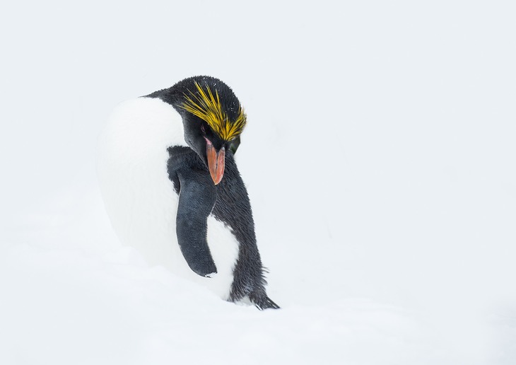 macaroni penguin