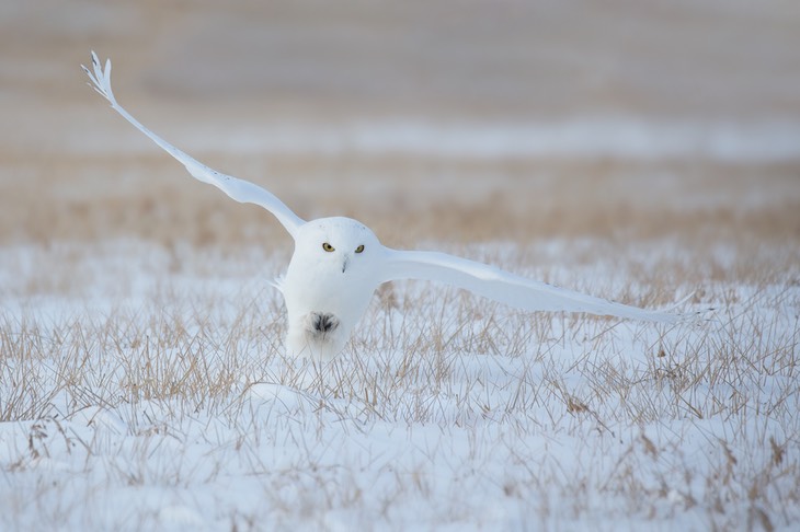 snowy owl