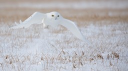 snowy owl