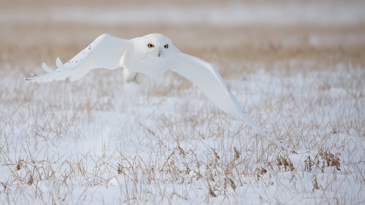 snowy owl