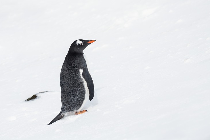 gentoo penguin