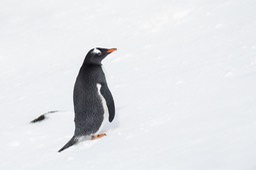 gentoo penguin