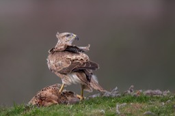 common buzzard