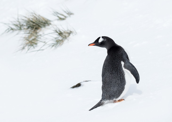 gentoo penguin