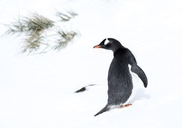 gentoo penguin