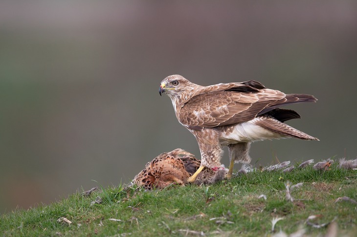 common buzzard