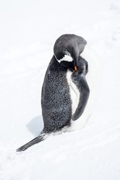 gentoo penguin