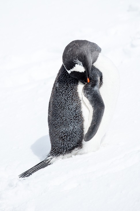 gentoo penguin