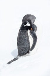 gentoo penguin