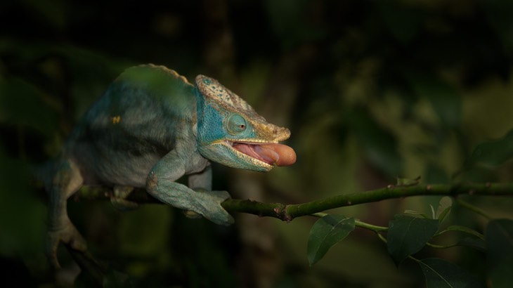 parson's chameleon