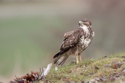 common buzzard