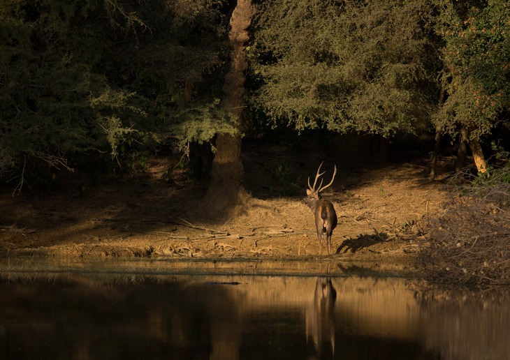 sambar