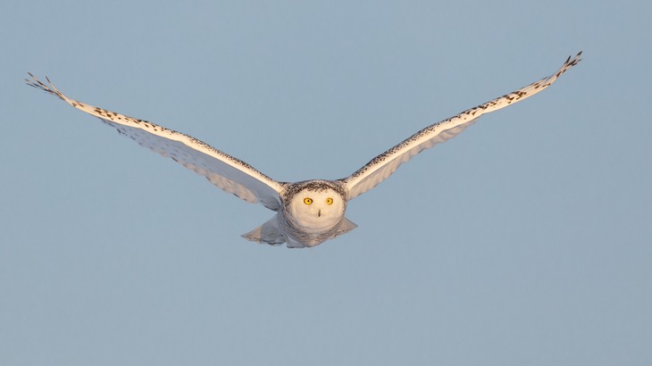 snowy owl