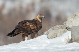 golden eagle