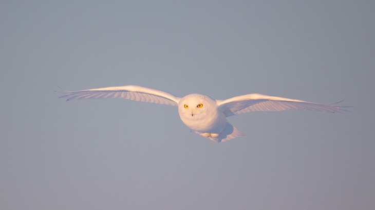 snowy owl