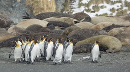 king penguin