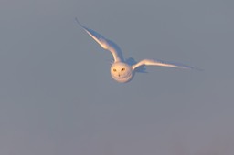 snowy owl