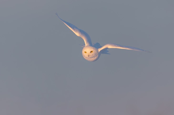 snowy owl