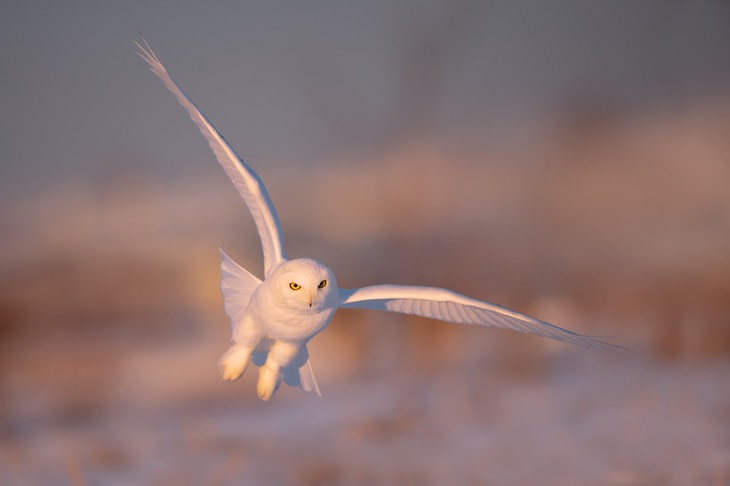 snowy owl