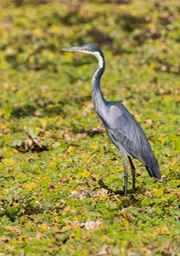 black necked heron