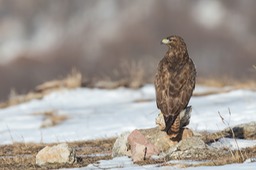 common buzzard