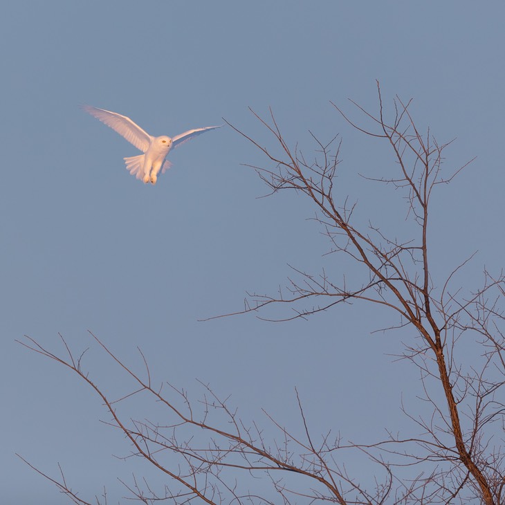 snowy owl