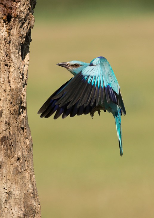 european roller