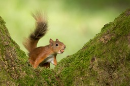 red squirrel