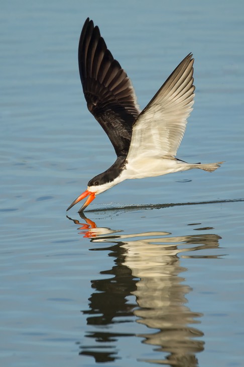 black skimmer