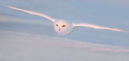 snowy owl