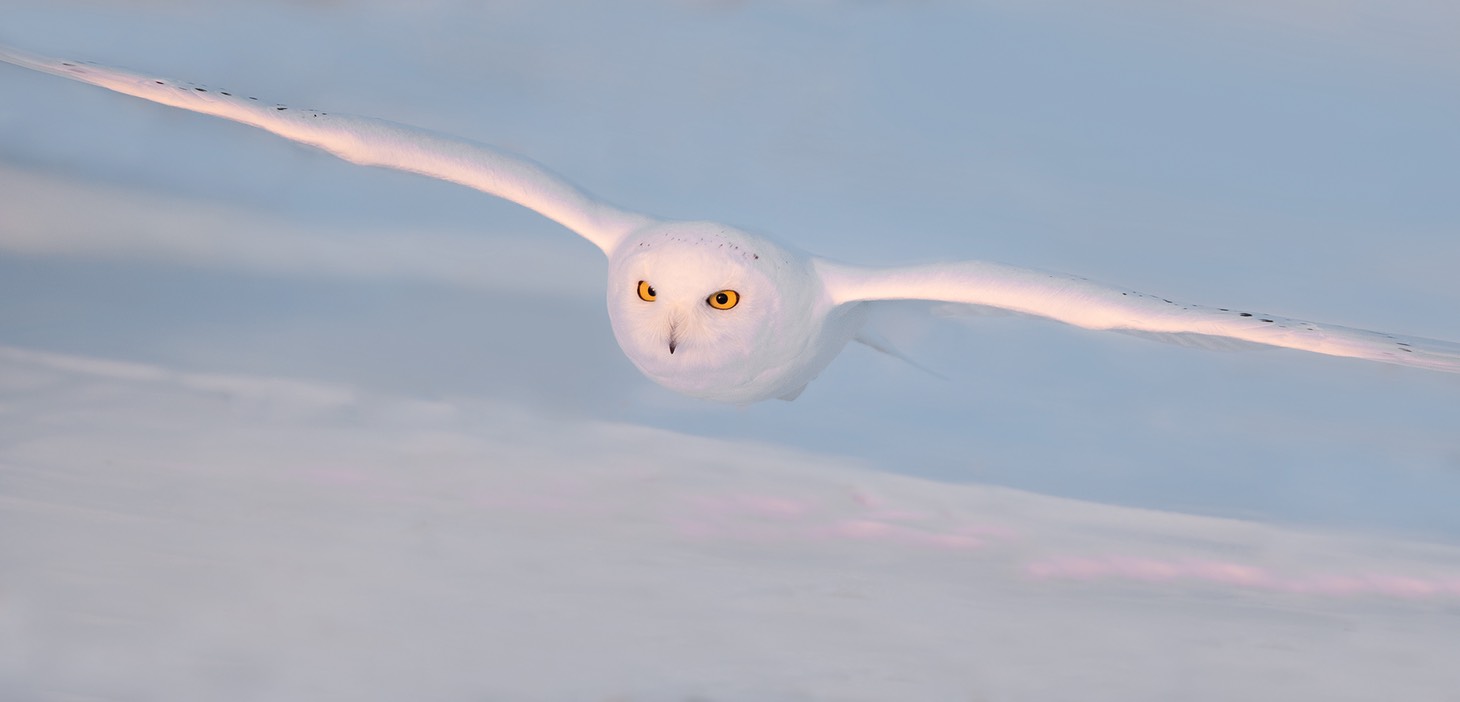 snowy owl