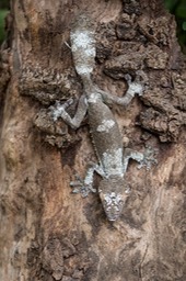 giant leaf tailed gecko