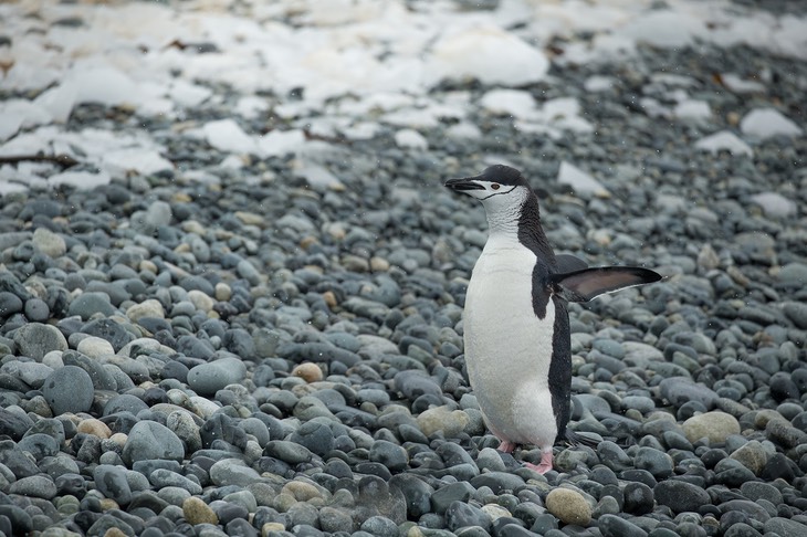 chinstrap penguin