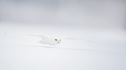 snowy owl