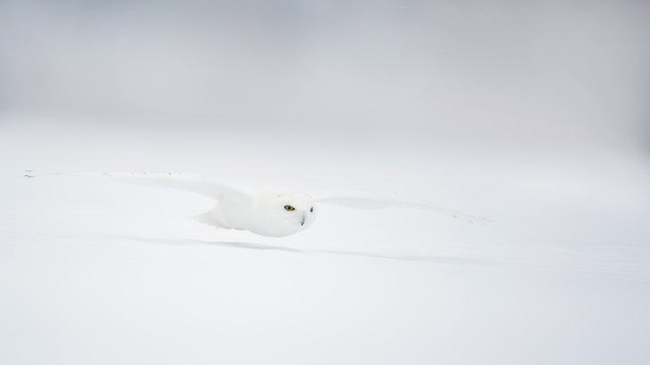 snowy owl