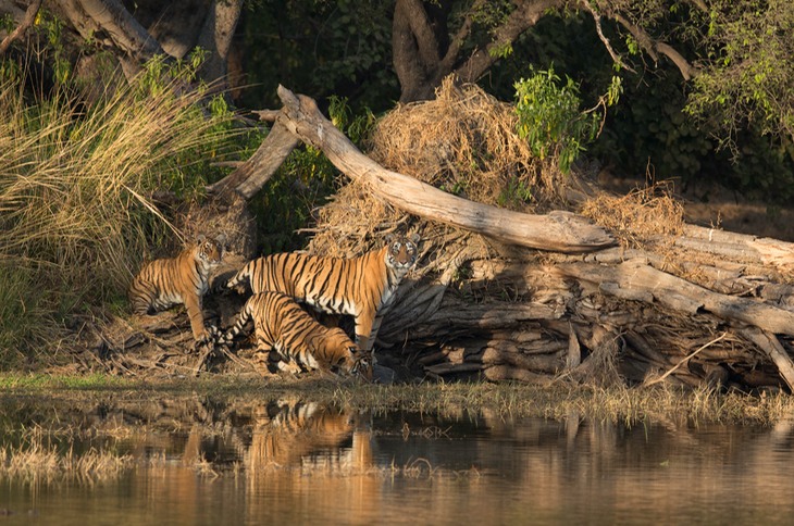 bengal tiger