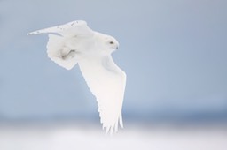 snowy owl