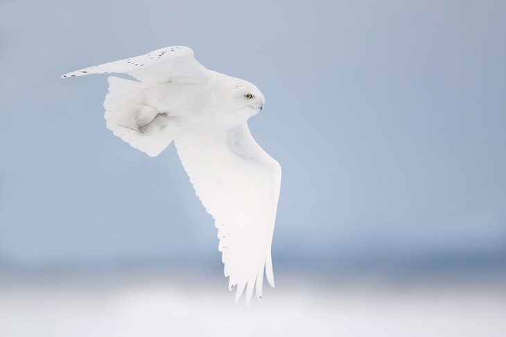 snowy owl