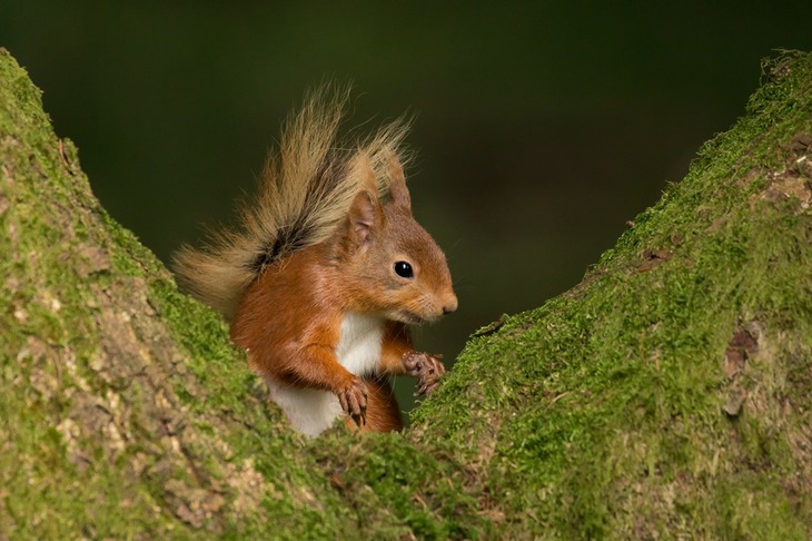 red squirrel