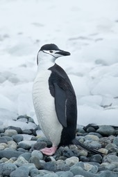 chinstrap penguin