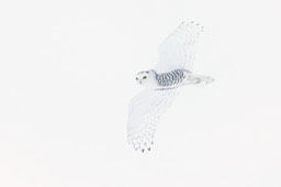 snowy owl