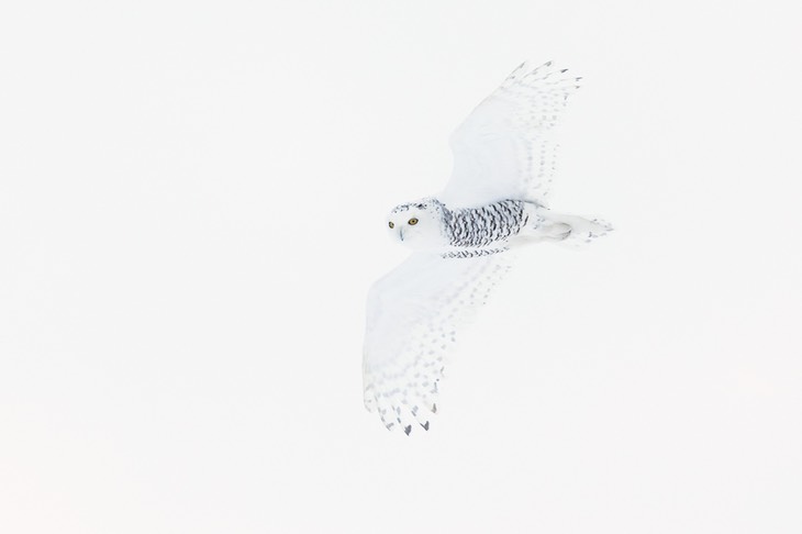 snowy owl