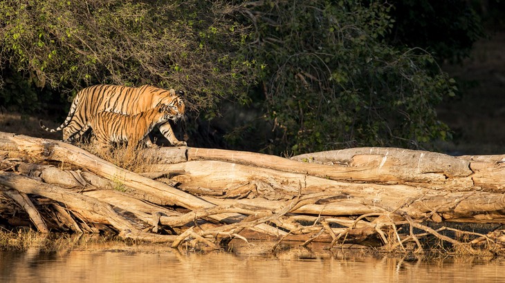 bengal tiger