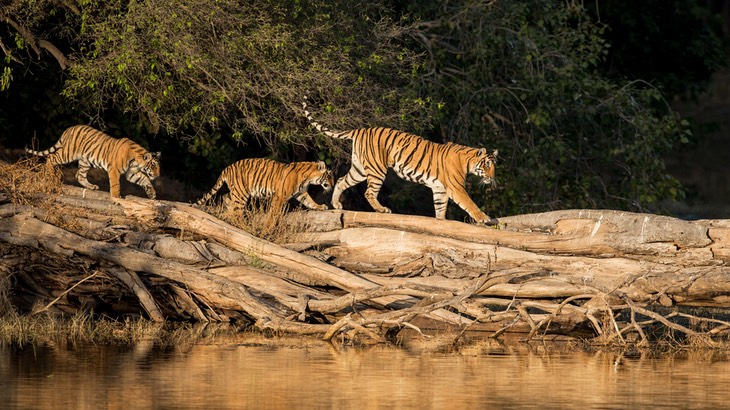 bengal tiger