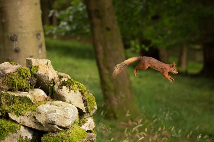 red squirrel